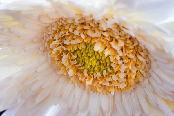 Vackra Vita Krysantemum Blomma Trädgården — Stockfoto
