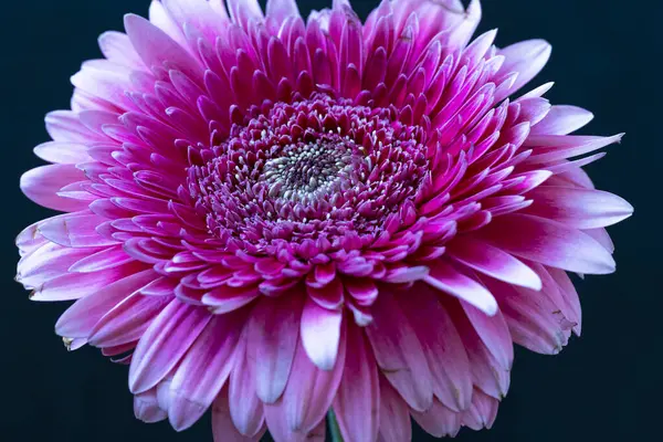 Siyah izole arkaplanda pembe kasımpatı çiçeği