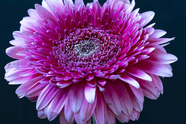 розовый хризантема цветок на черном изолированном фоне