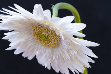 Güzel beyaz bir papatya çiçeğine yaklaş.