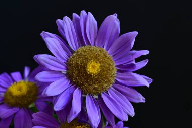 Koyu arkaplanda güzel mor çiçekler