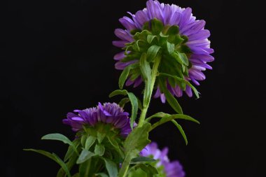 Koyu arkaplanda güzel mor çiçekler