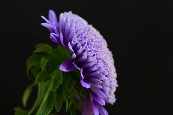 濃い背景の美しい紫色の花 — ストック写真