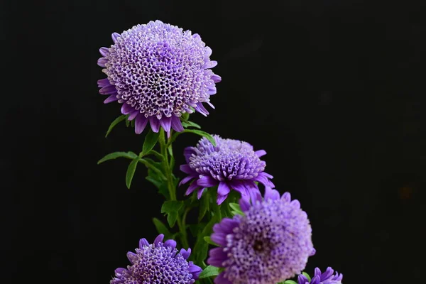Belles Fleurs Violettes Sur Fond Sombre — Photo