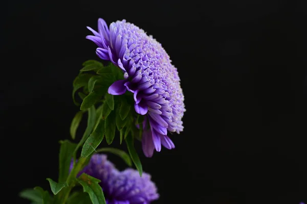 Hermosas Flores Púrpuras Sobre Fondo Oscuro Imagen De Stock
