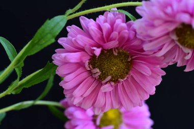 koyu arka plan üzerinde güzel pembe çiçekler