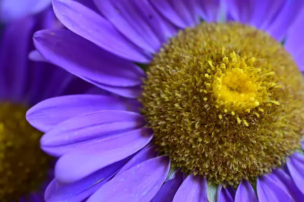 Bahçedeki güzel mor çiçekler