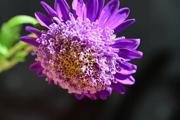 Hermosas Flores Púrpuras Sobre Fondo Oscuro — Foto de Stock