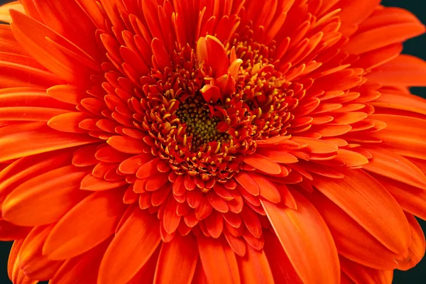 Όμορφο Λουλούδι Πορτοκαλί Ζέρμπερα Σκούρο Φόντο — Φωτογραφία Αρχείου