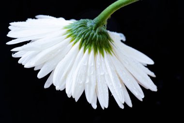 beautiful  gerbera flower on dark background