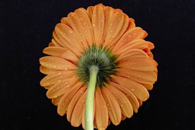 Koyu arkaplanda güzel turuncu gerbera çiçeği