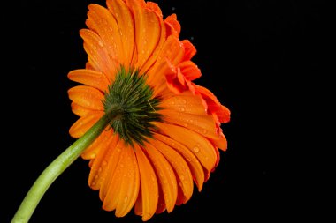 Koyu arkaplanda güzel turuncu gerbera çiçeği