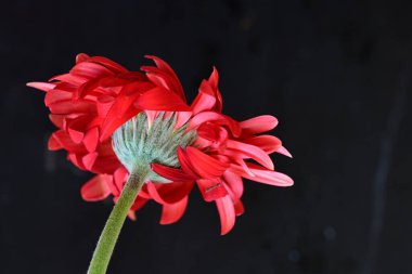 Koyu arkaplanda güzel kırmızı gerbera çiçeği