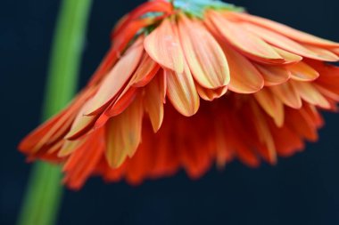 Koyu arkaplanda güzel kırmızı gerbera çiçeği