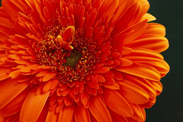 Krásný Oranžová Gerbera Květina Tmavém Pozadí — Stock fotografie