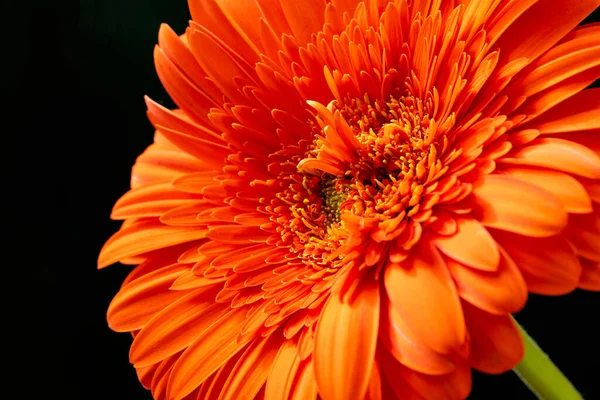 Beautiful Orange Gerbera Flower Dark Background — Stock Photo, Image