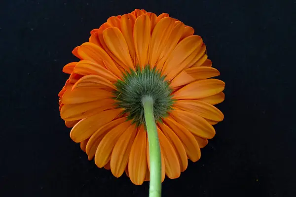 Όμορφο Λουλούδι Πορτοκαλί Ζέρμπερα Σκούρο Φόντο — Φωτογραφία Αρχείου