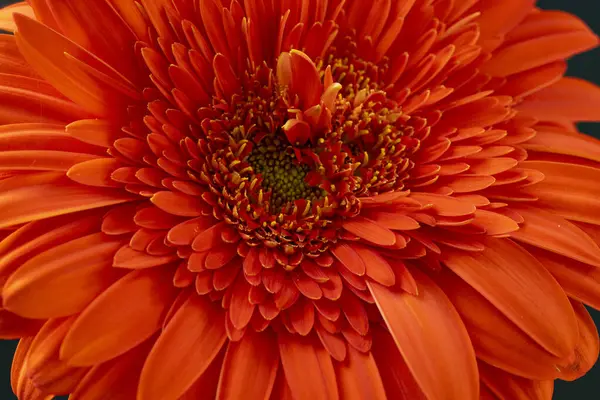 Красива Червона Квітка Гербери Темному Фоні — стокове фото