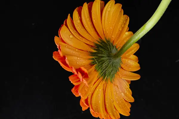 beautiful orange gerbera flower on dark background