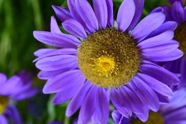 Koyu arkaplanda güzel mor çiçekler