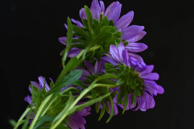 Koyu arkaplanda güzel mor çiçekler