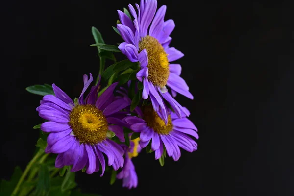 Vacker Lila Blommor Mörk Bakgrund — Stockfoto