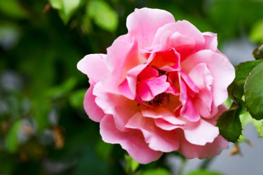 Bahçedeki pembe gül