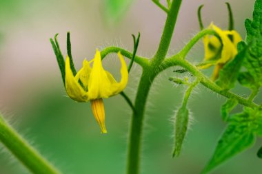 Bahçedeki güzel sarı çiçekler