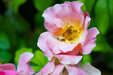 Bahçede pembe güller