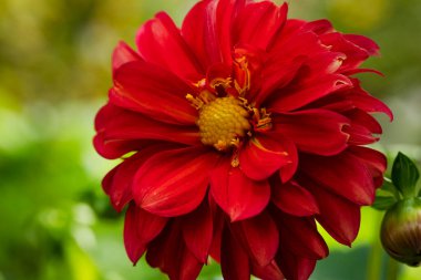 beautiful red flower in the garden, close up view