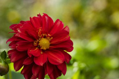 beautiful red flower in the garden, close up view