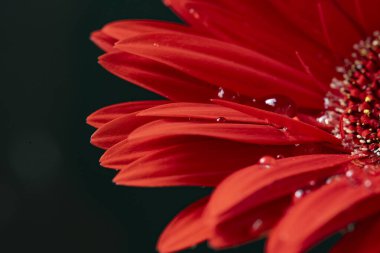 Güzel kırmızı gerbera siyah arka planda, yakın plan