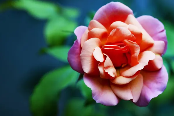 Розовая Роза Саду — стоковое фото