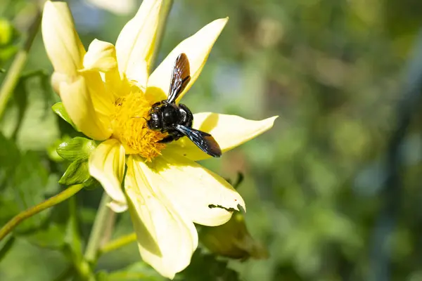 Close Bee Sitting Beautiful Yellow Flowers — Stock Photo, Image