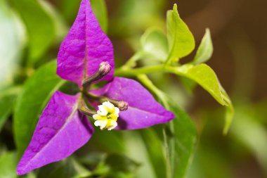 Güzel çiçek bahçede büyüyen 