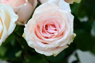 Bahçede beyaz ve pembe güller