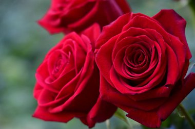 Bahçedeki kırmızı güller