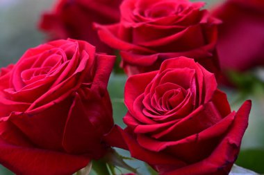 Bahçedeki kırmızı güller