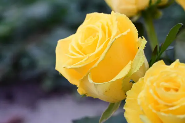 Желтые Розы Саду — стоковое фото