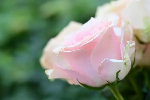 Rose Bianche Rosa Giardino — Foto Stock