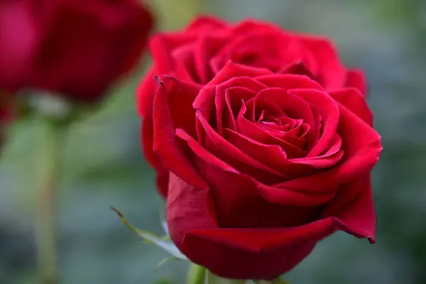 Rote Rosen Garten — Stockfoto