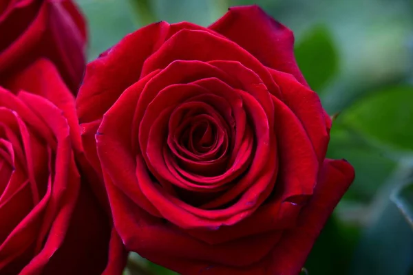 Rose Rosse Giardino — Foto Stock