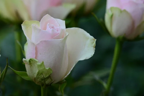 庭の白とピンクのバラ — ストック写真
