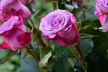 Bahçede pembe güller