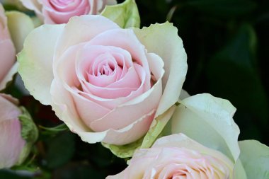 Bahçede beyaz ve pembe güller