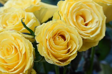 Bahçedeki sarı güller