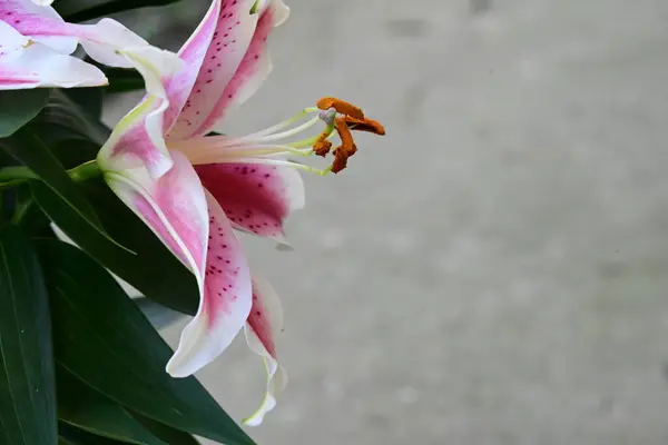 Красивые Цветы Лилии Саду — стоковое фото