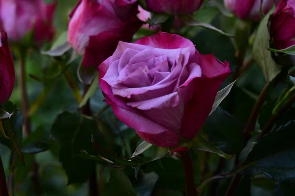 Rosa Rosor Trädgården — Stockfoto