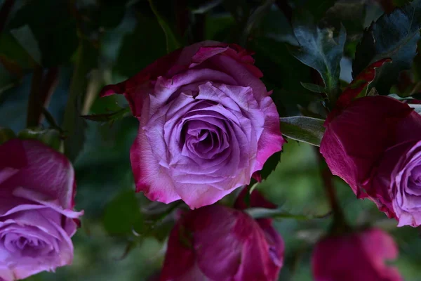 Rose Rosa Giardino — Foto Stock