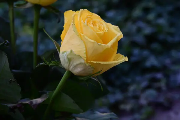 Желтые Розы Саду — стоковое фото